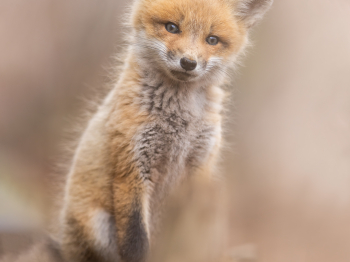 5PM0235-Modifier-copie-2