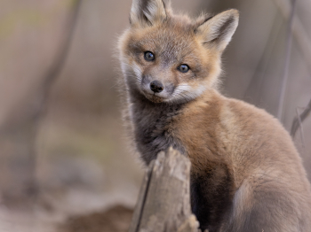 5PM0951-Modifier-copie-2