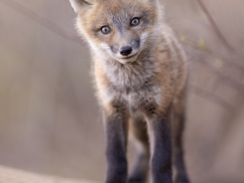 5PM1164-Modifier-copie-2