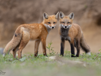 5PM5192-Modifier-copie-2