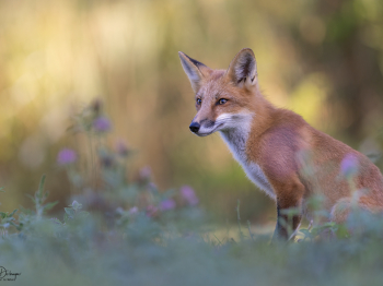 5PM9009-Modifier-copie-2