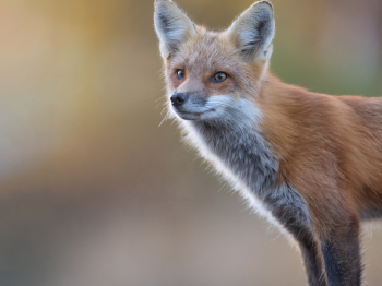 5TN6061-Modifier-copie-2