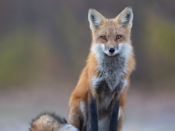 5TN7256-Modifier-copie-2