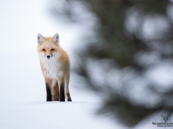 DB_2364-Modifier-copie