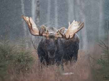 DB_2870-Modifier-copie