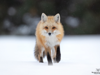 DB_3117-Modifier-copie