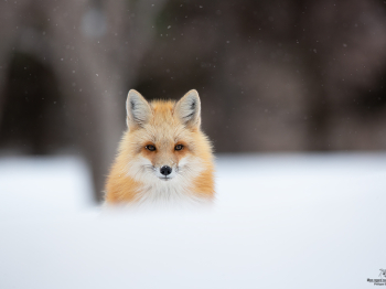 DB_3532-Modifier-copie