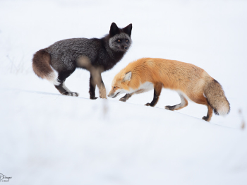 DB_5999-Modifier-copie