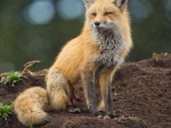 DXP4511-Modifier-copie-2