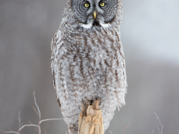 DXP5554-Modifier-Modifier-Modifier-copie-2