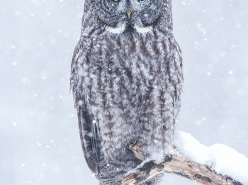 DXP6140-Modifier-Modifier-2-copie