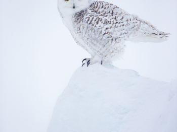 DXP7556-Modifier-copie