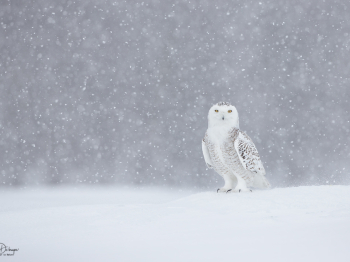 DXP8636-Modifier-Modifier-3-copie-2