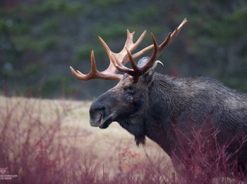 Marqué par les années
