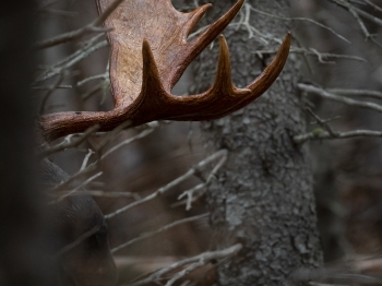 Un bois dans le bois