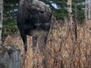 Un belle femelle en Gaspésie