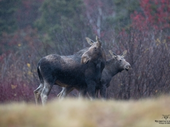 Maman et jeune de l'année