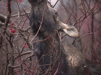 Alimentation coloré