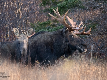 le vieux et le jeune