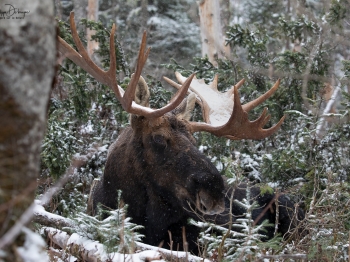 5D4_0704-Modifier-copie