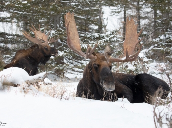 5D4_1471-Modifier-copie