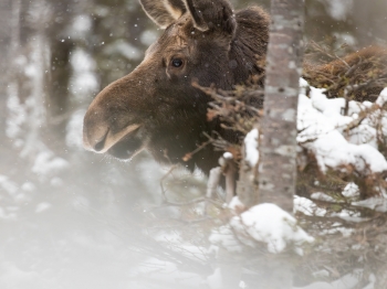 5D4_2633-Modifier-copie