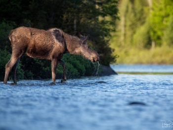 L'heure de la baignade