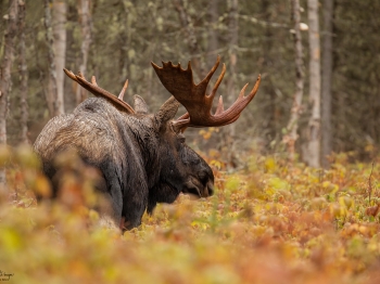 5D4_9008-Modifier-copie