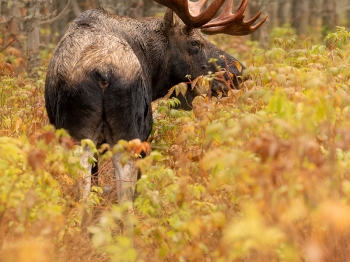 5D4_9025-Modifier-copie