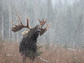 5D4_9447-Modifier-copie