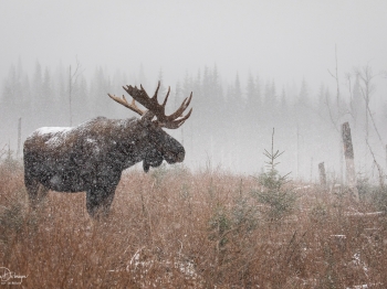 5D4_9560-Modifier-copie