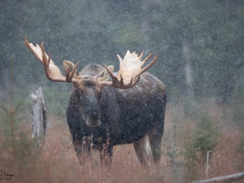 DB_2662-Modifier-copie