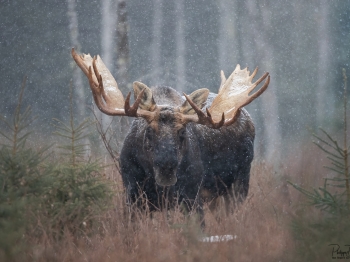 DB_2870-Modifier-copie