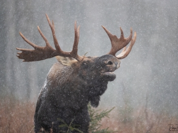 DB_2948-Modifier-copie