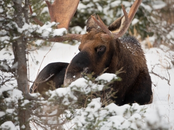 DB_3131-Modifier-copie