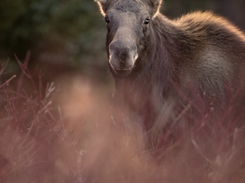 DB_3853-Modifier-copie