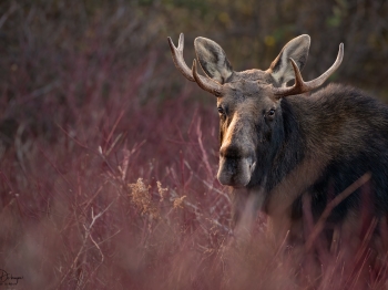 DB_3866-Modifier-copie