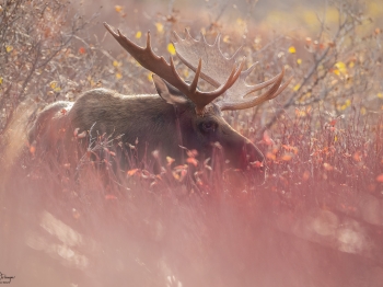 DB_4253-Modifier-copie