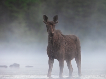 Portrait dans la magie du matin