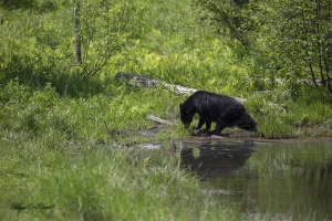 Ours noir !!