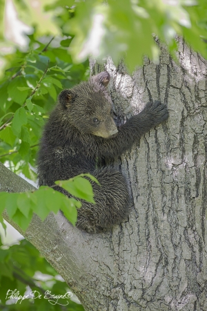 Ourson dans l'arbre
