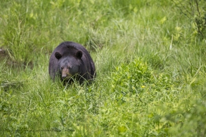 Maman ours en approche !!