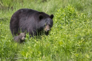 Maman ours avec son minuscule bébé !!