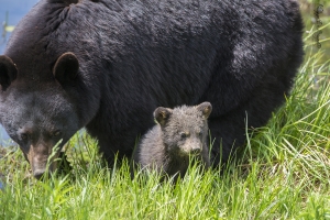 Maman ours avec son minuscule bébé !!