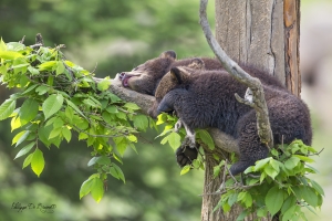 L'heure de la sieste !!