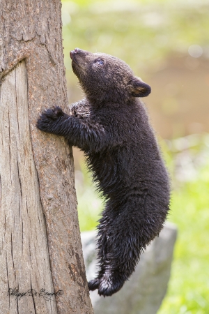 L'acrobate est rapide !!