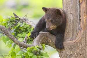 Jouer dans les arbres un de leur passe temps favoris !!