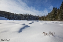L'habitat du castor l'hiver