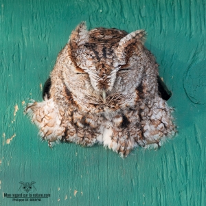 02I5712-Hibou petit duc
