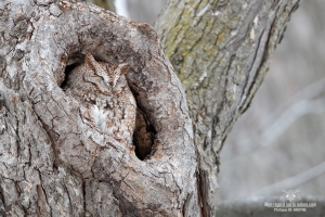 02I6210Hibou petit duc